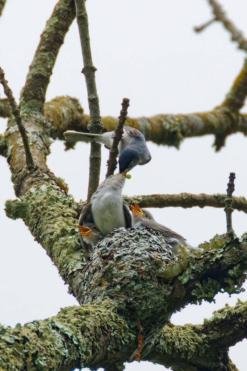 Blue-gray Gnatcatcher - ML620087077