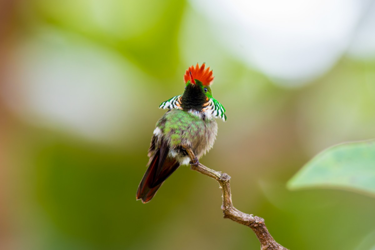 Frilled Coquette - ML620087078