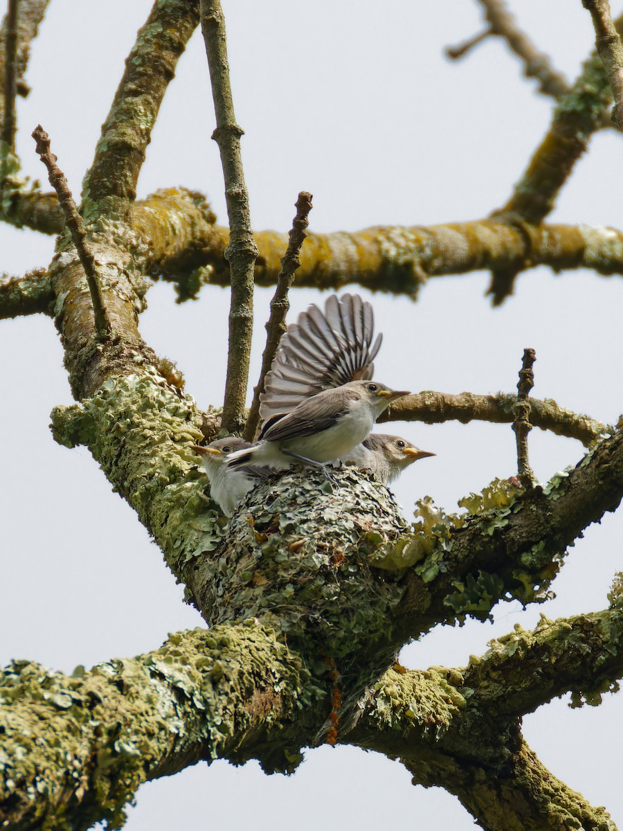 Blue-gray Gnatcatcher - ML620087081