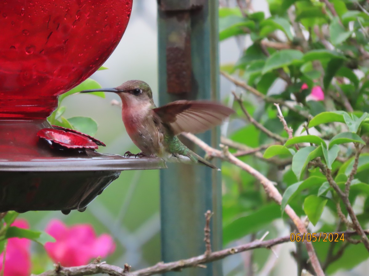 Ruby-throated Hummingbird - ML620087096