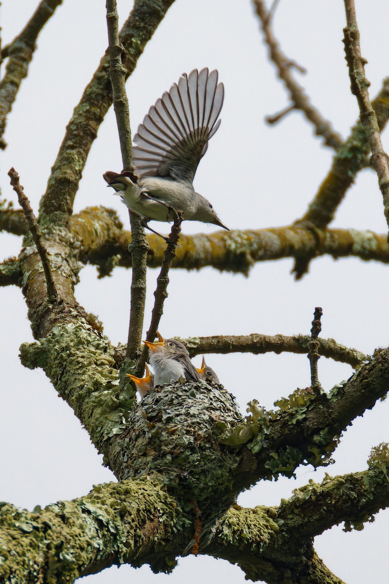 Blue-gray Gnatcatcher - ML620087097