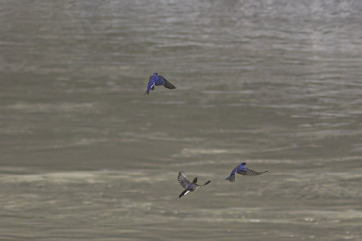 Gray-breasted Martin - ML620087134