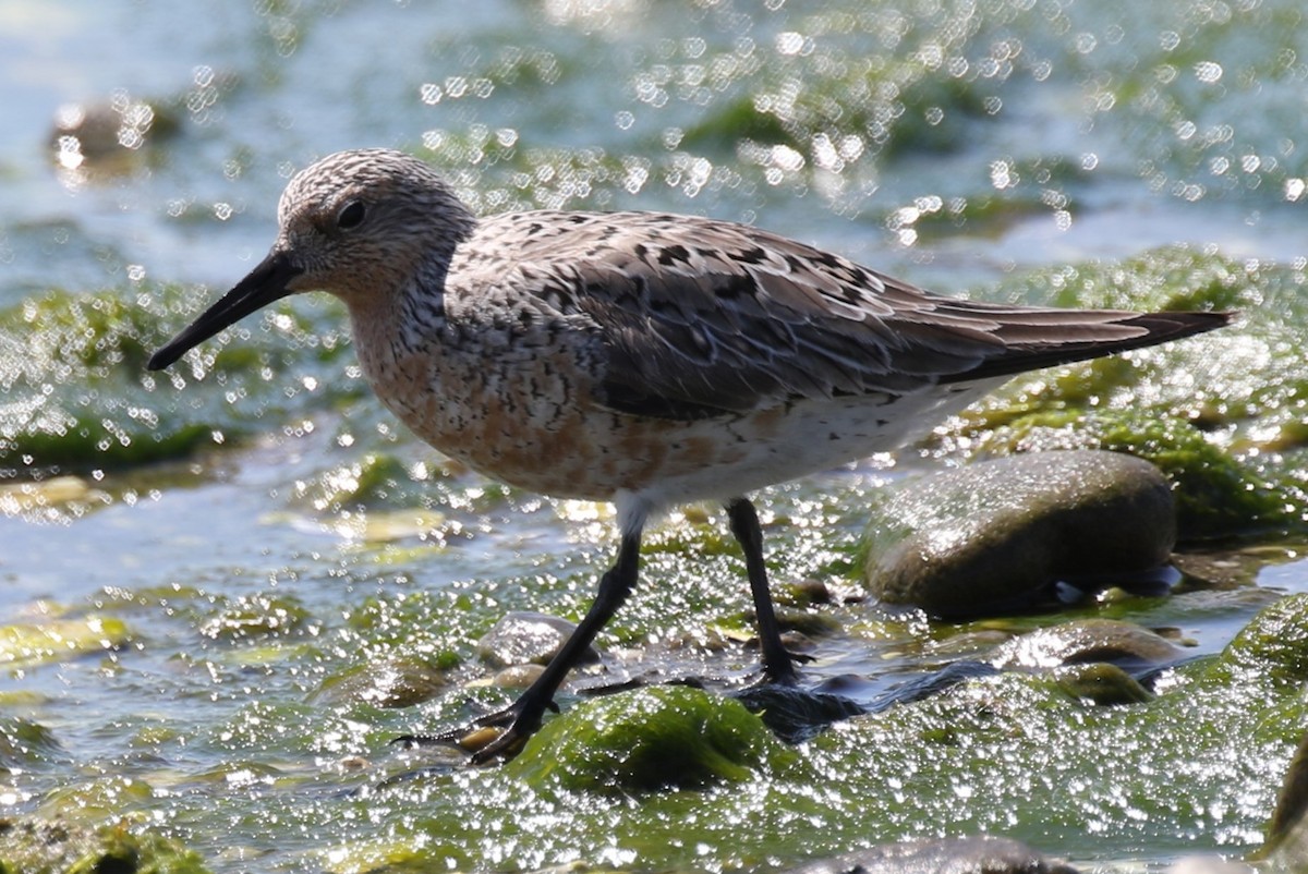 Red Knot - ML620087157