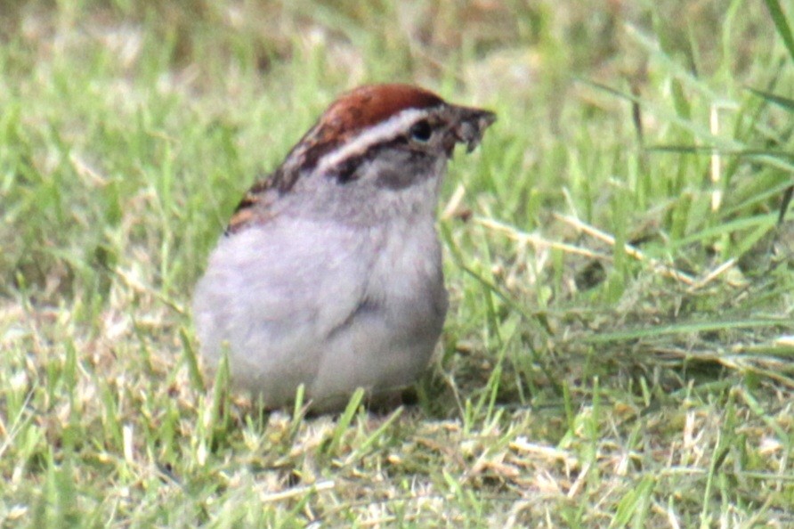 Chipping Sparrow - ML620087159