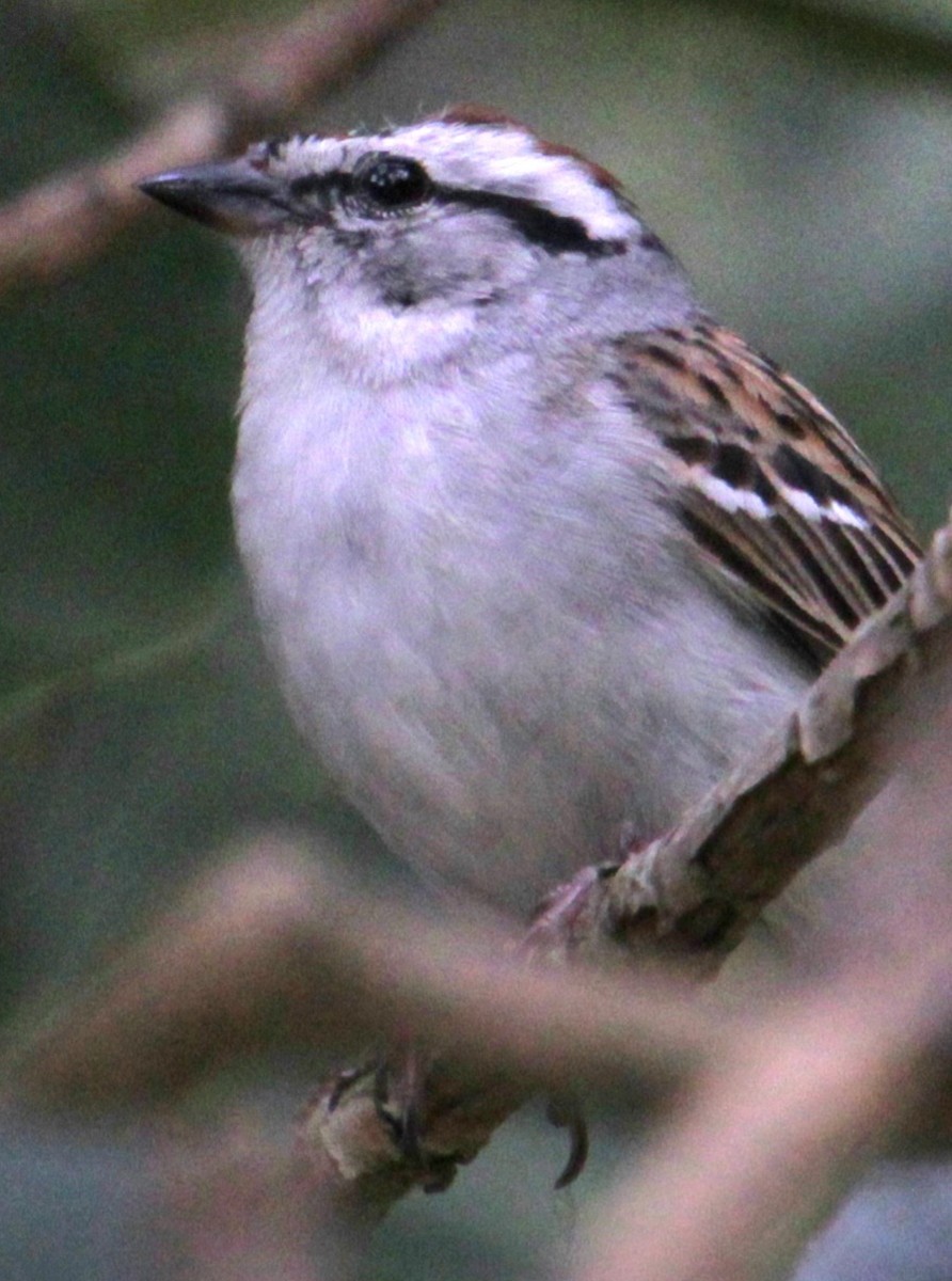 Chipping Sparrow - ML620087160