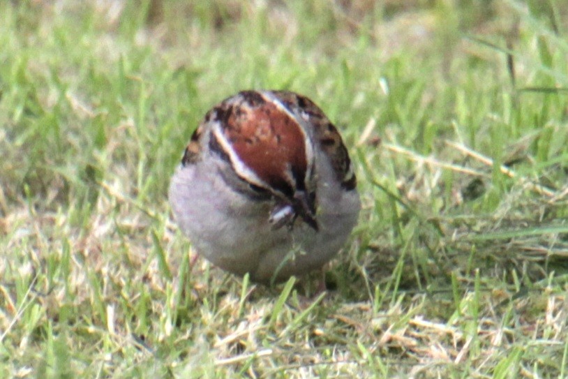 Chipping Sparrow - ML620087162