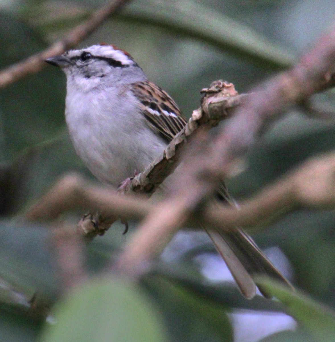 Chipping Sparrow - ML620087164