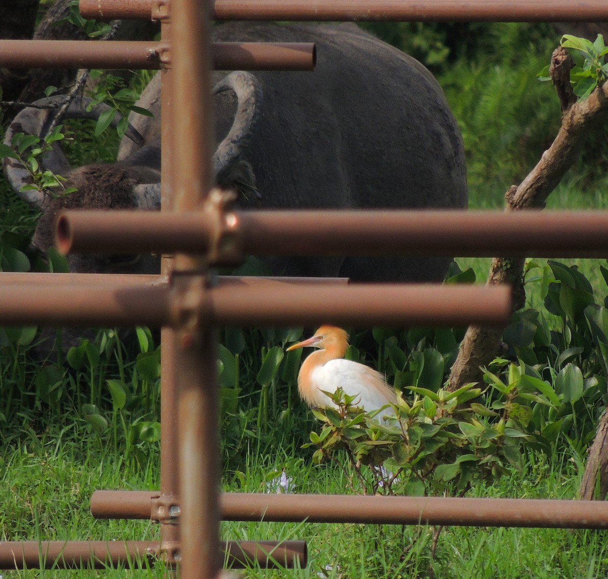 Eastern Cattle-Egret - ML620087168