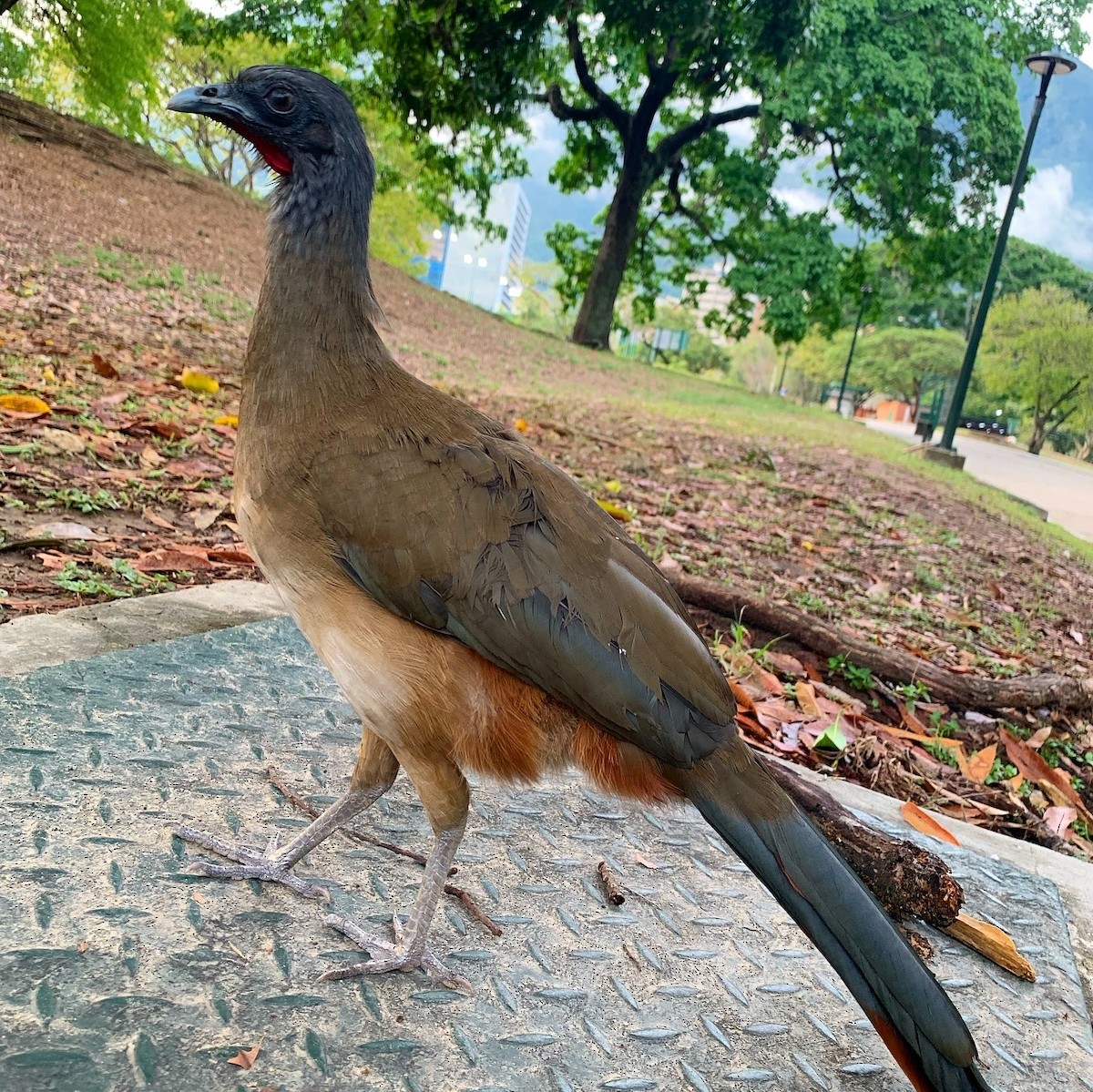 Rufous-vented Chachalaca - ML620087176