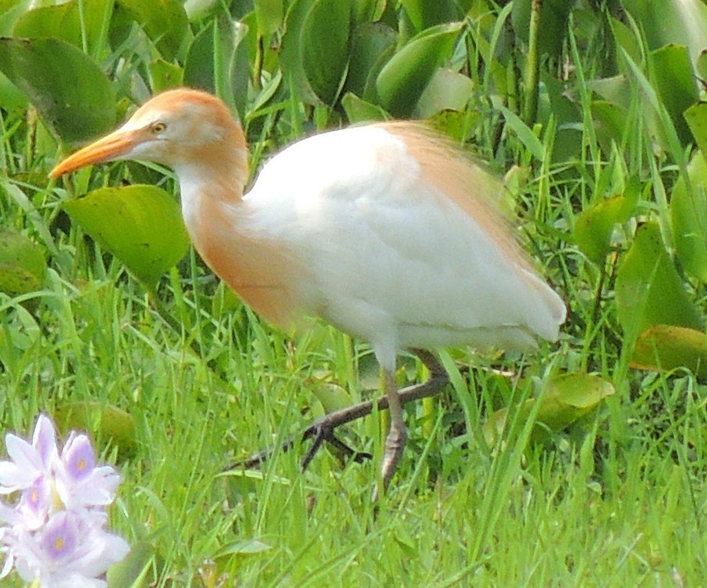 Eastern Cattle-Egret - ML620087181