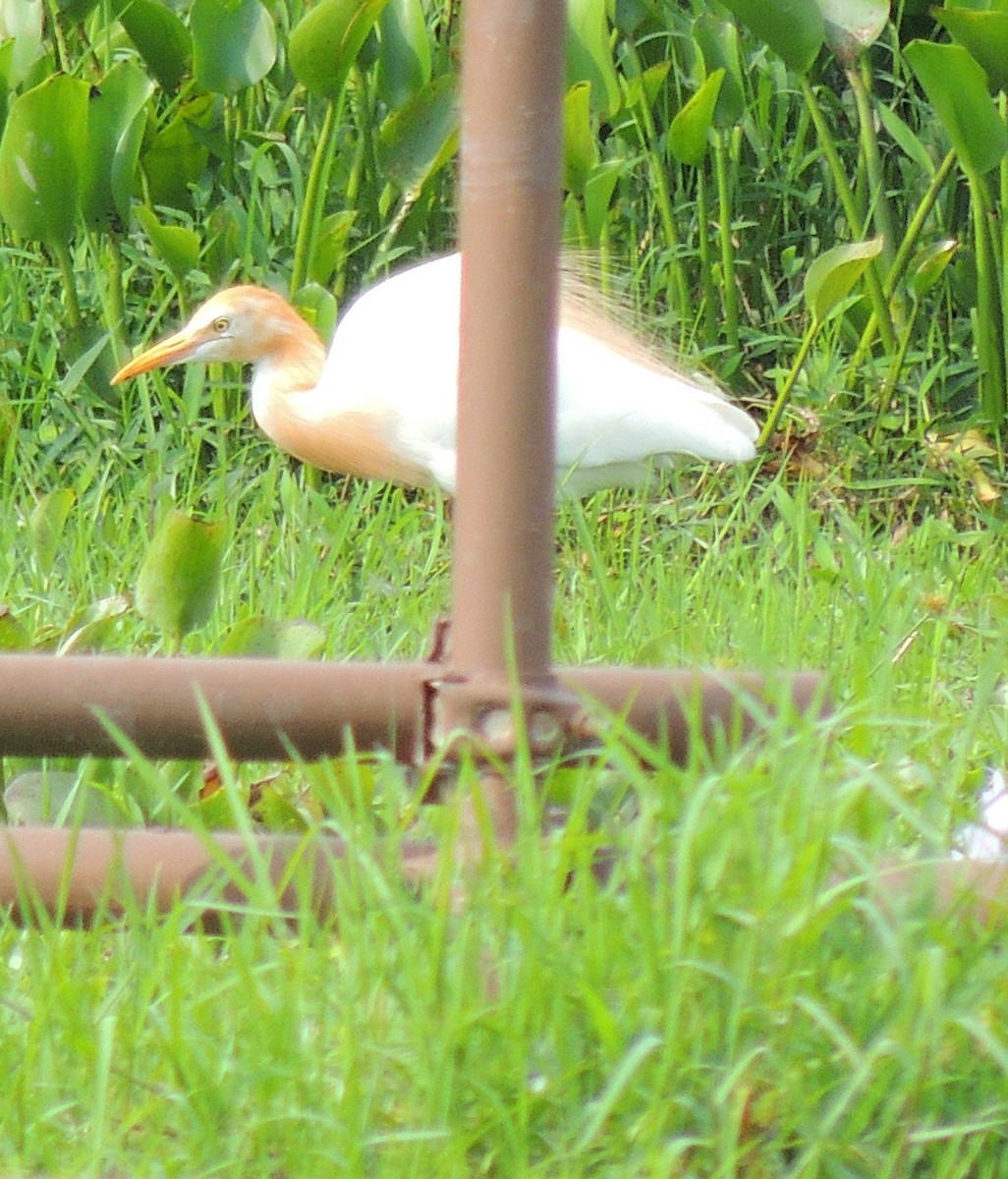 Eastern Cattle-Egret - ML620087182