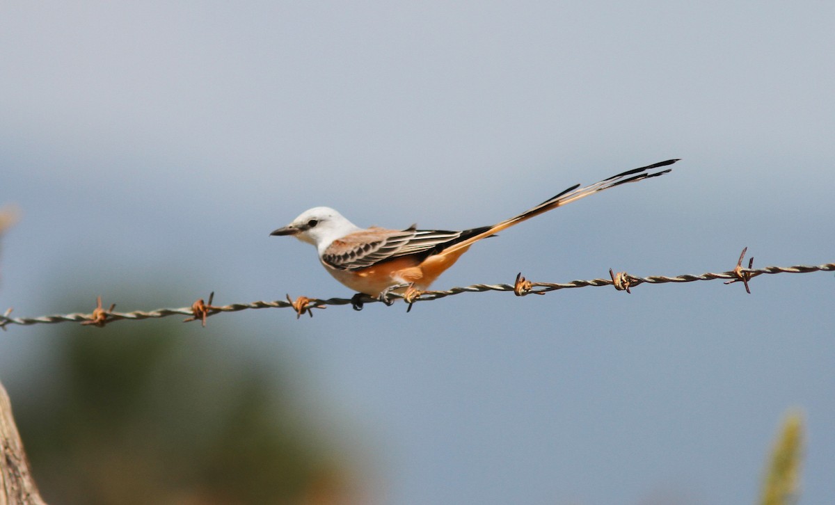 Scissor-tailed Flycatcher - ML620087186