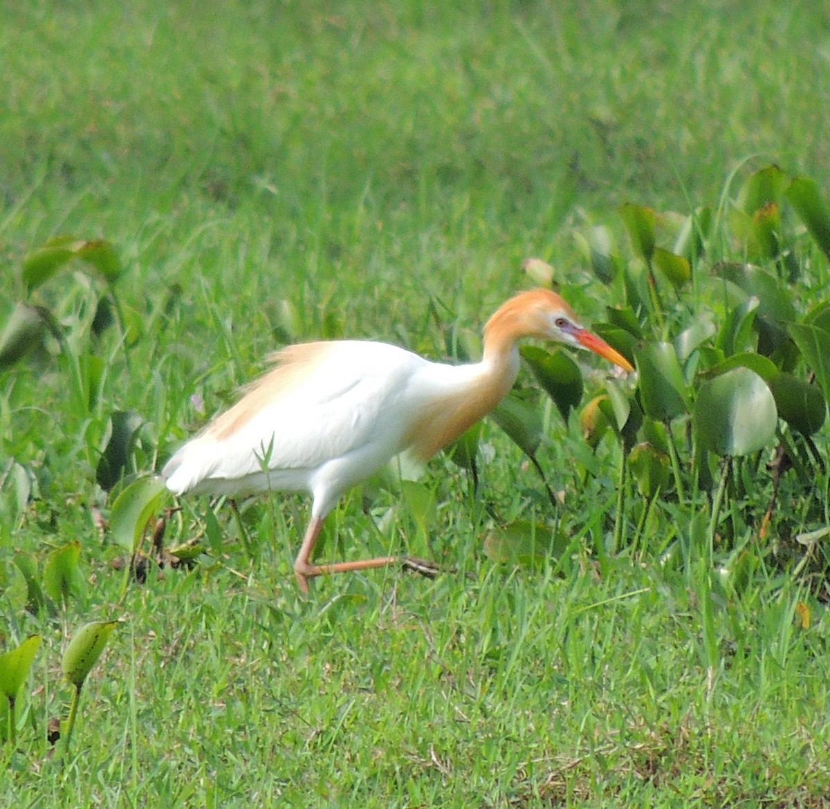 Eastern Cattle-Egret - ML620087198