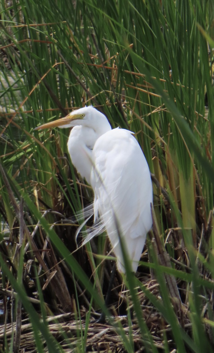 Great Egret - ML620087199