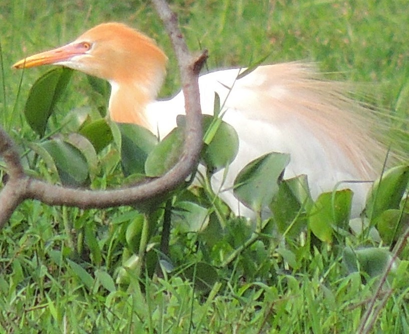 Eastern Cattle Egret - Ton Yeh