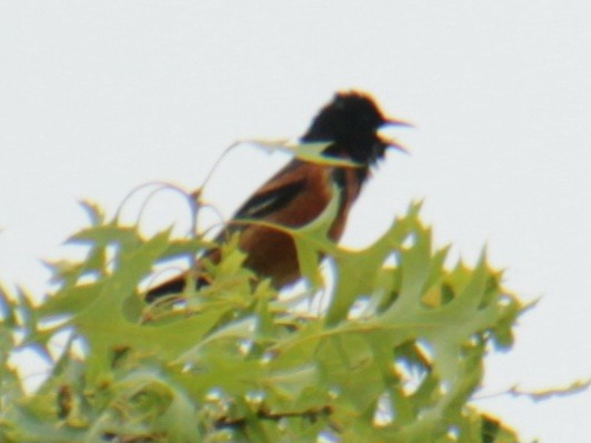 Orchard Oriole - ML620087209