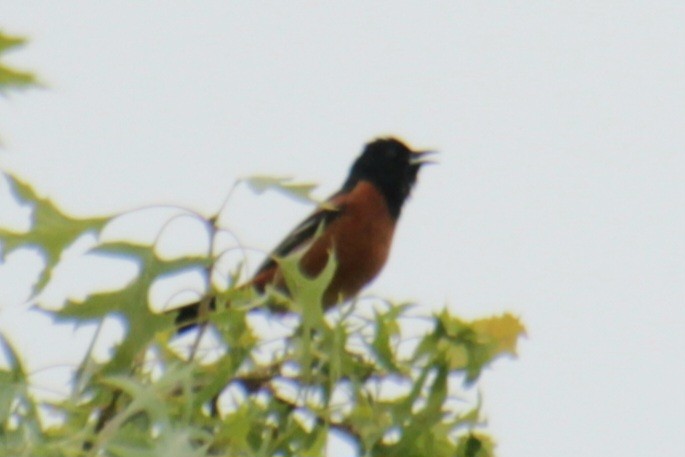 Oriole des vergers - ML620087210