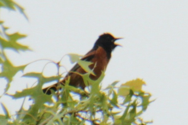 Orchard Oriole - ML620087211