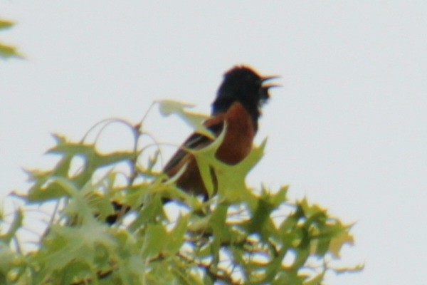 Orchard Oriole - ML620087212