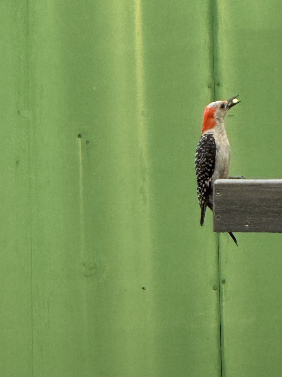 Red-bellied Woodpecker - ML620087218