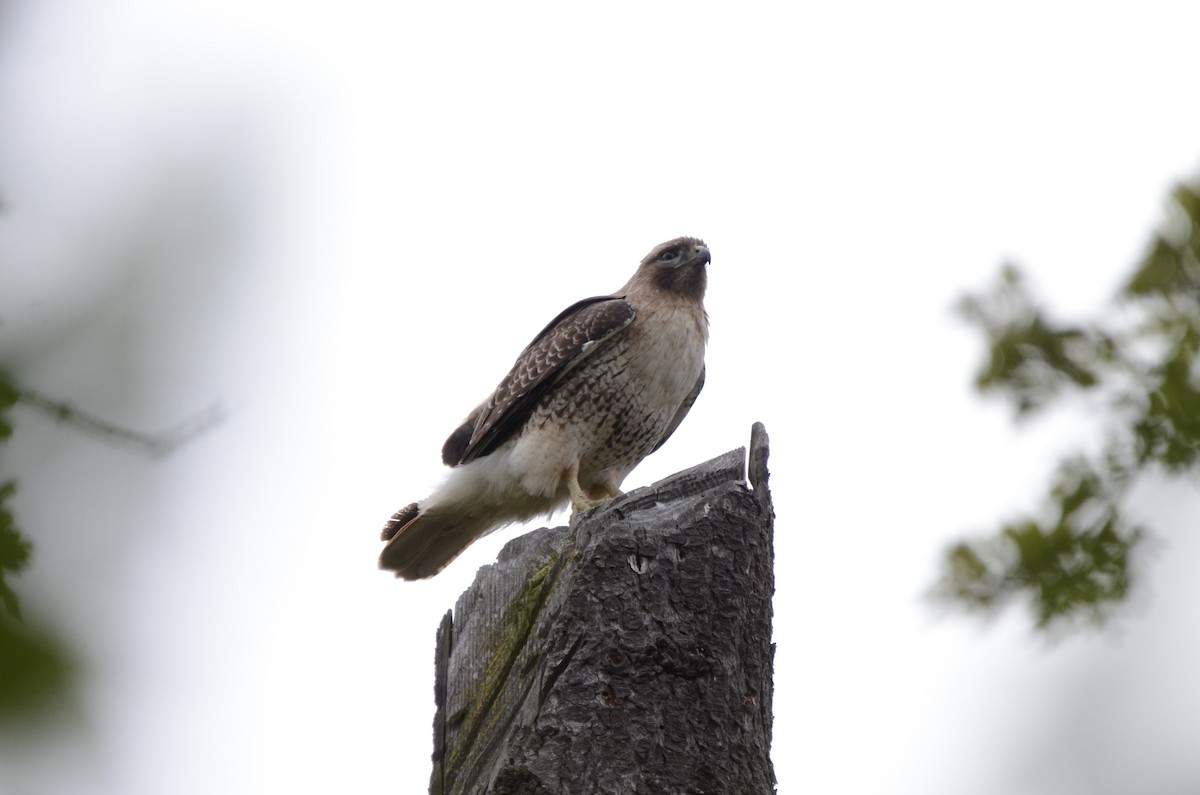 Red-tailed Hawk - ML620087220