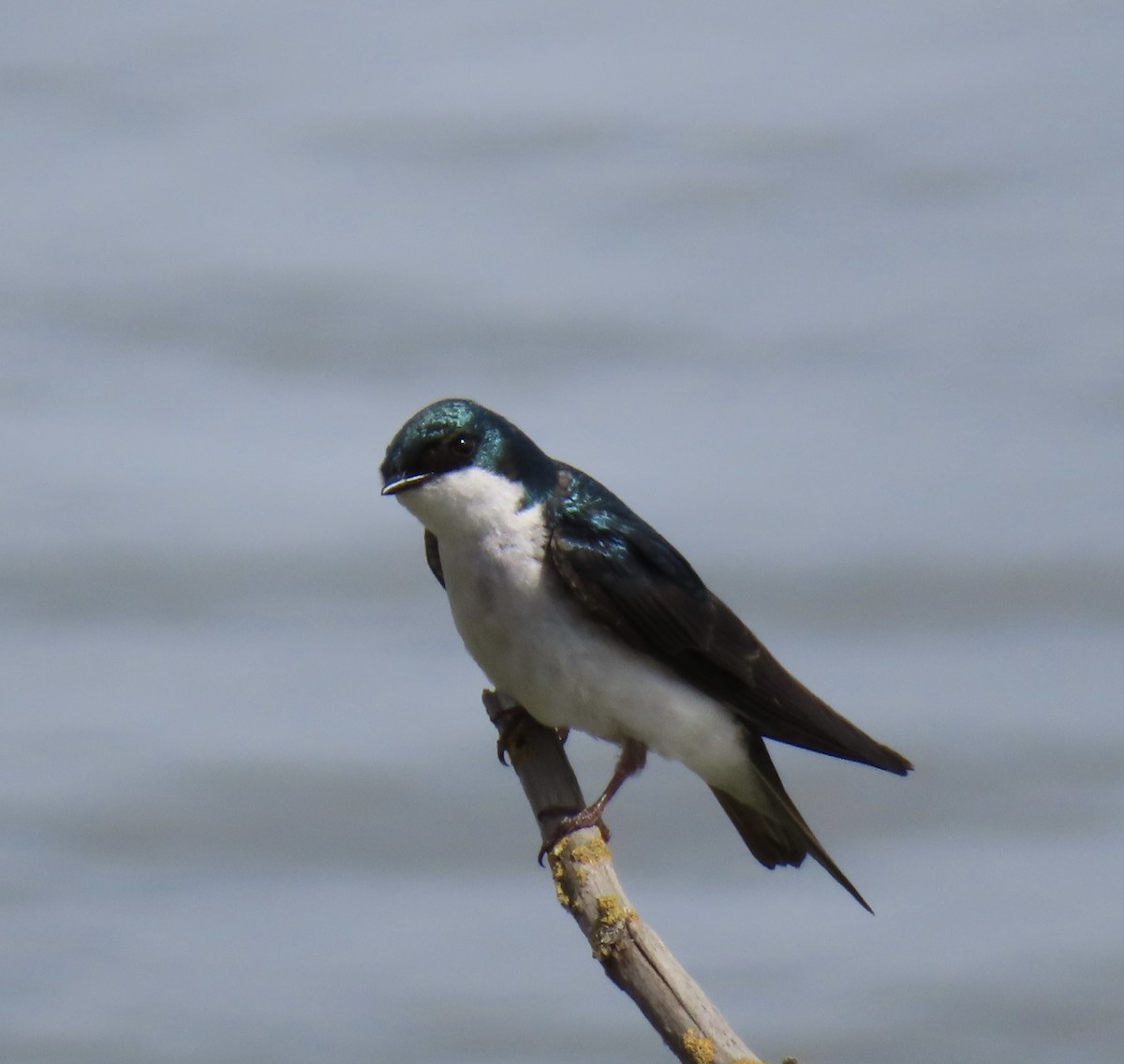 Tree Swallow - Mike Chen