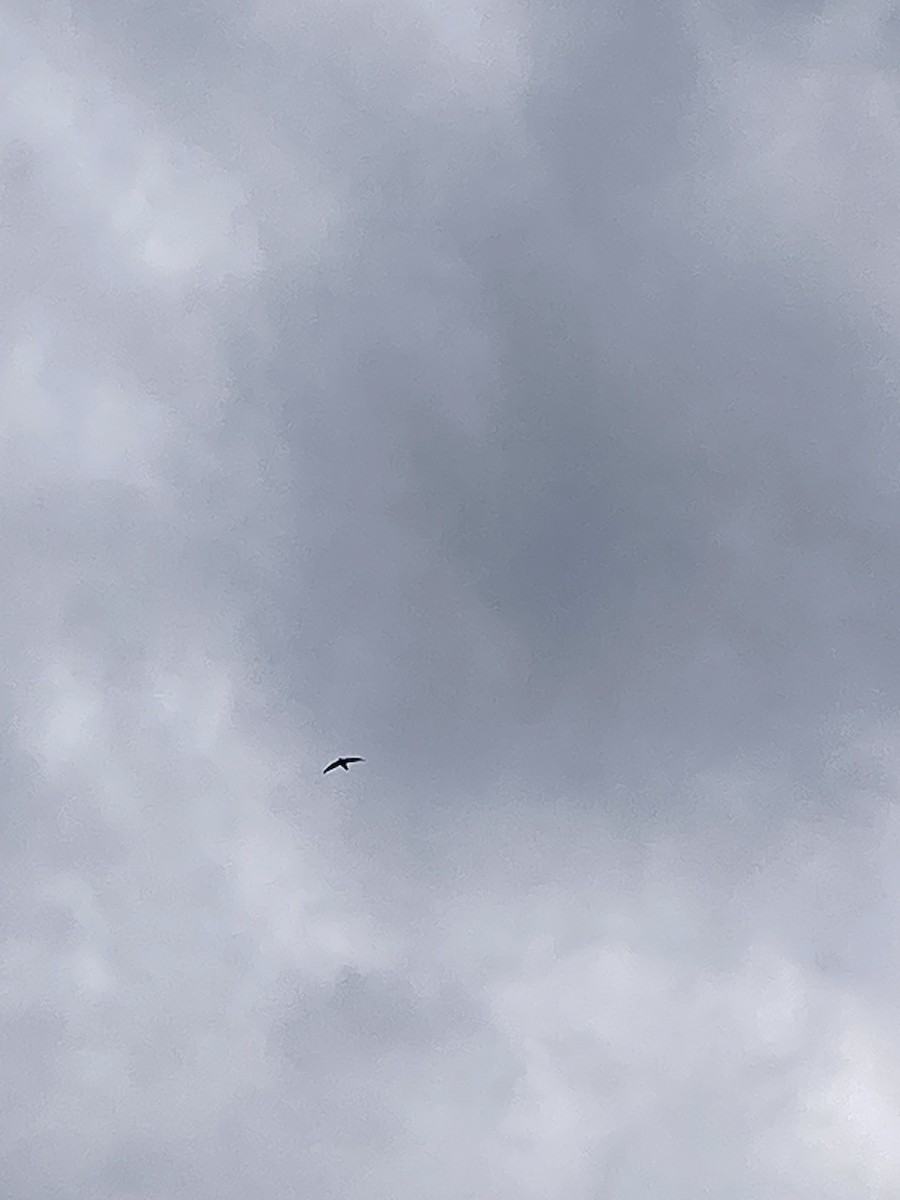 Chimney Swift - Dennis S Main