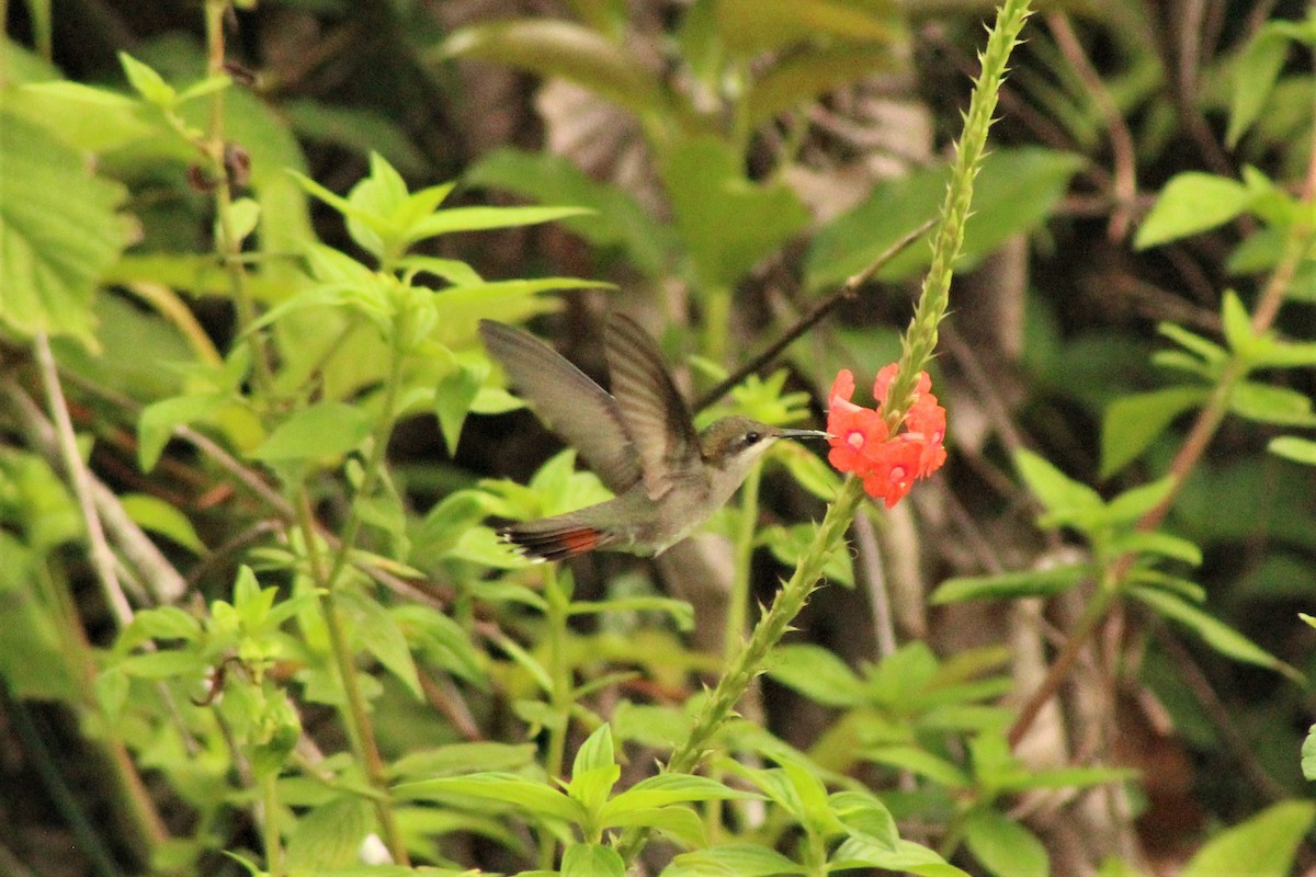 kolibřík červenohlavý - ML620087250