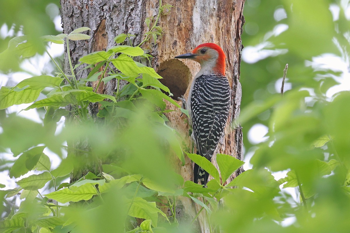 Red-bellied Woodpecker - ML620087261