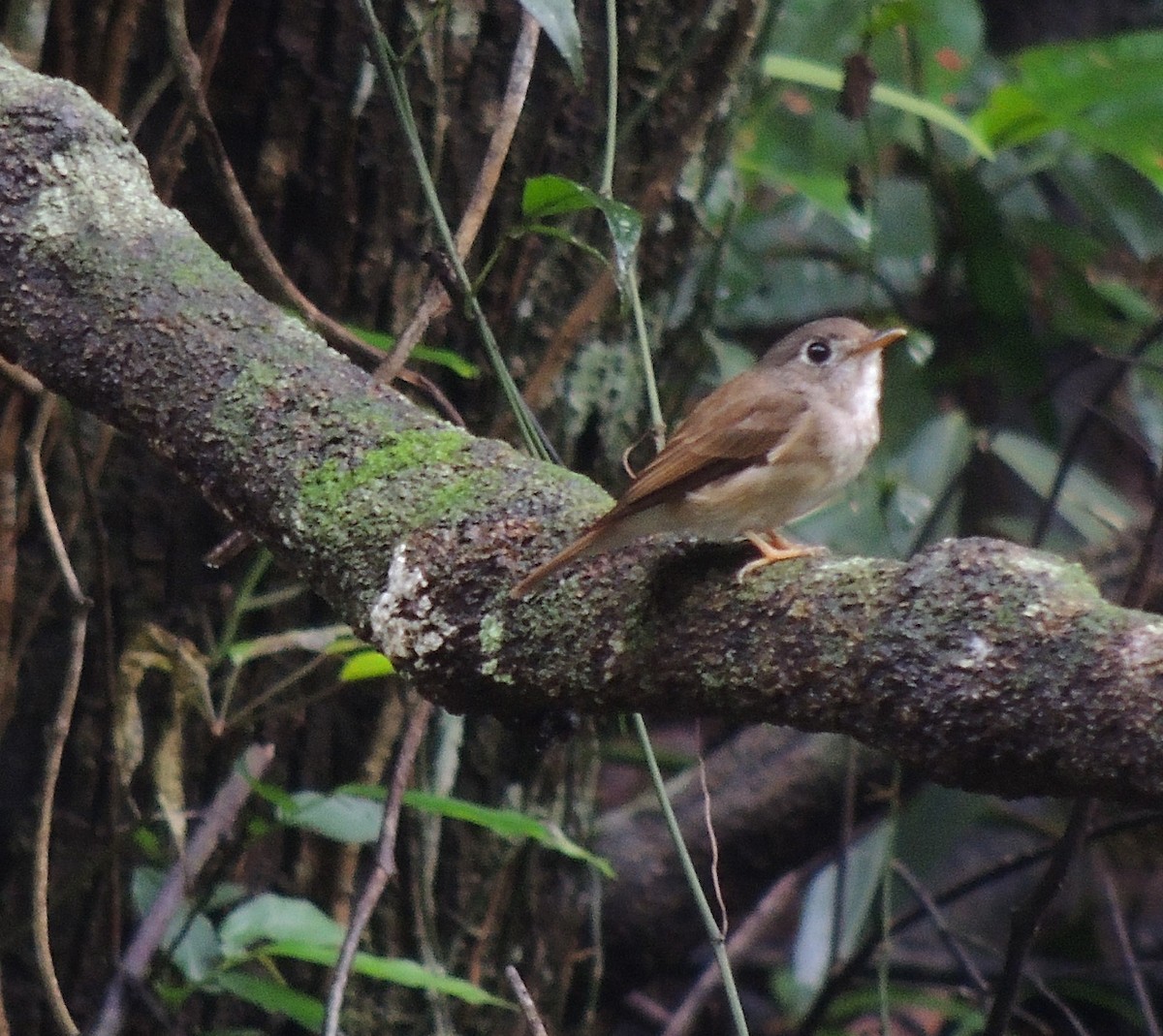 Brown-breasted Flycatcher - ML620087273