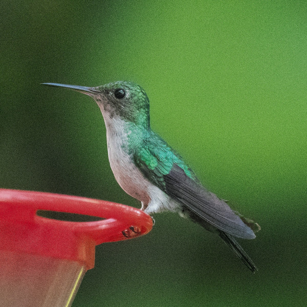 kolibřík modroprsý - ML620087280