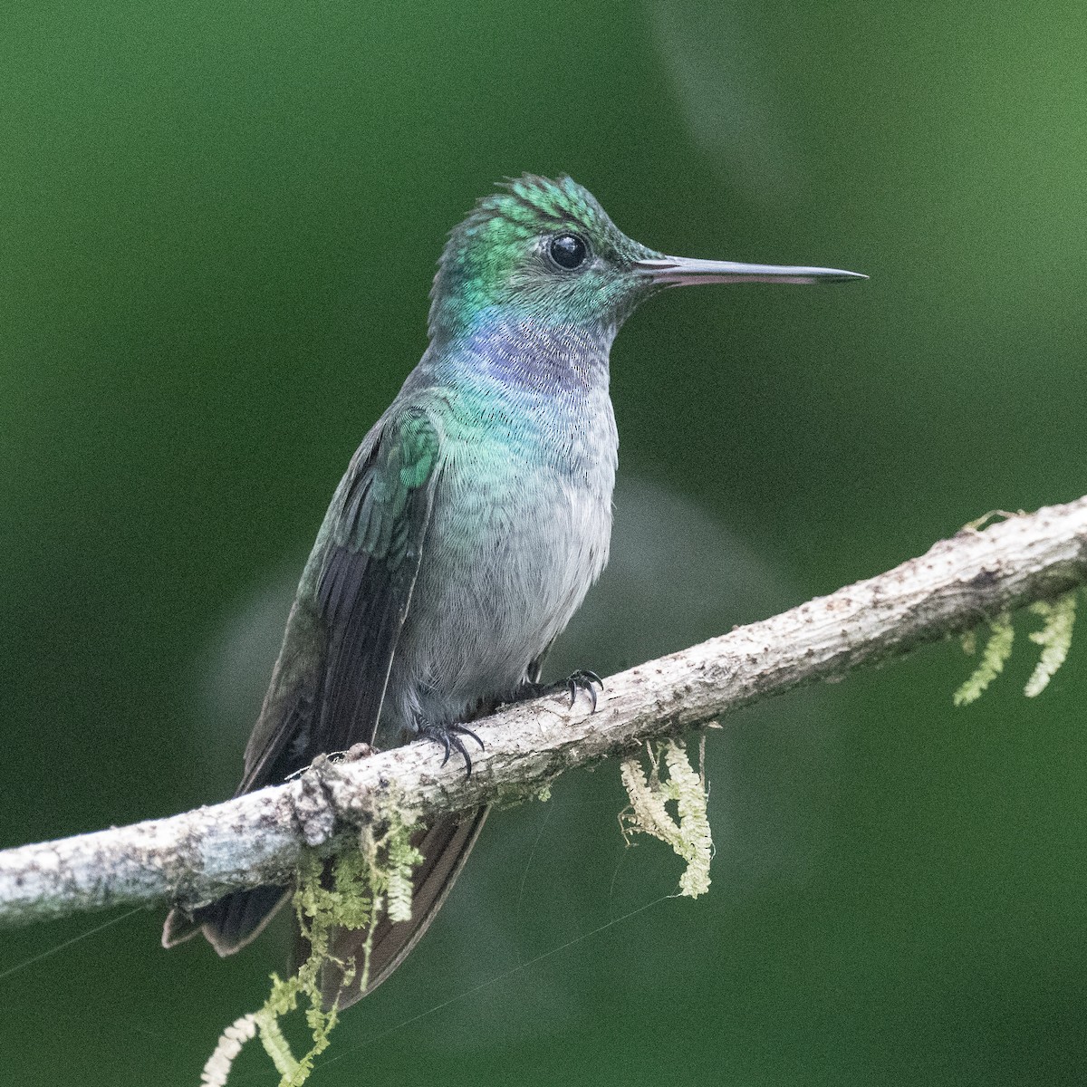 kolibřík modroprsý - ML620087281