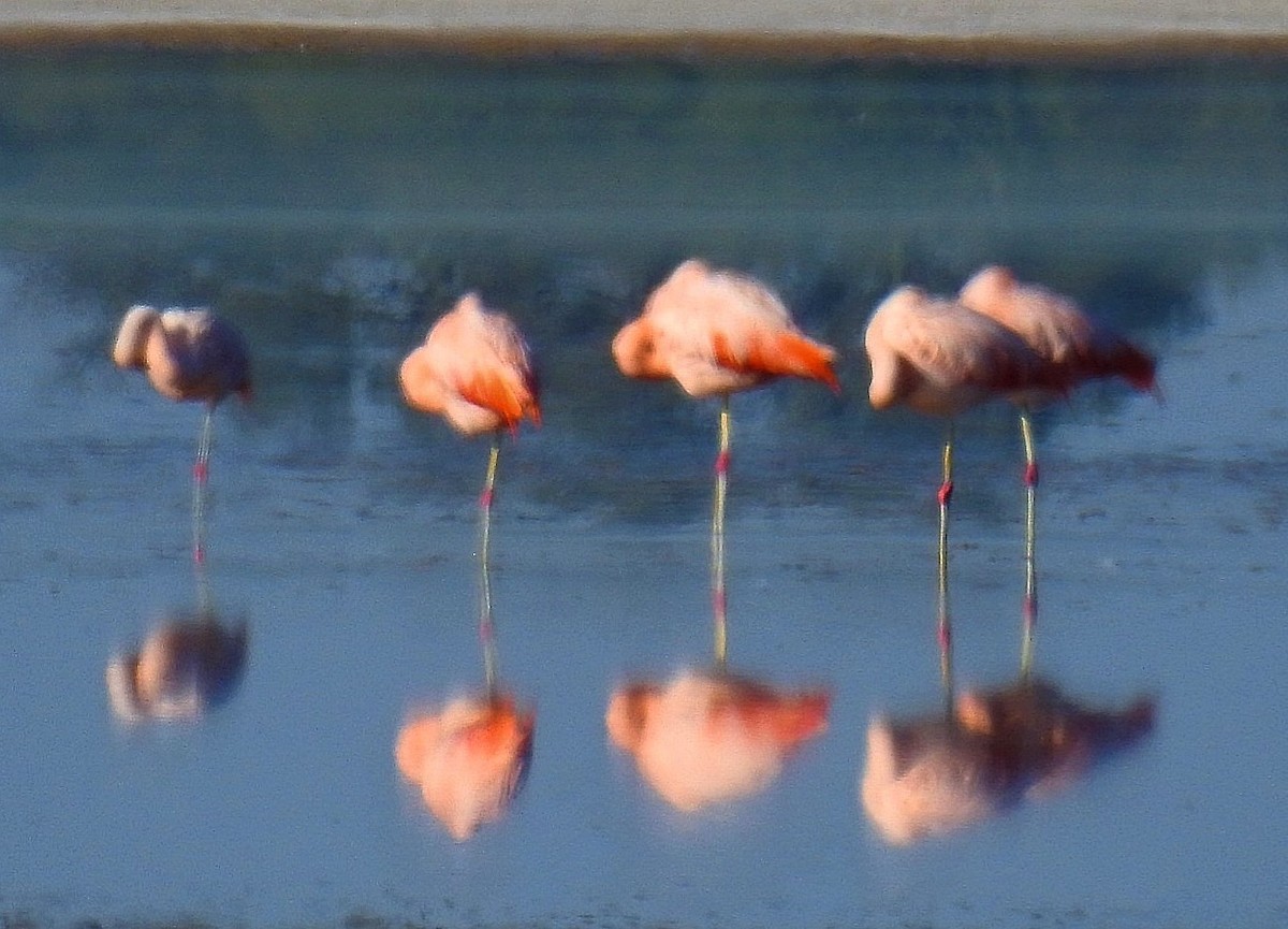 Chilean Flamingo - ML620087294