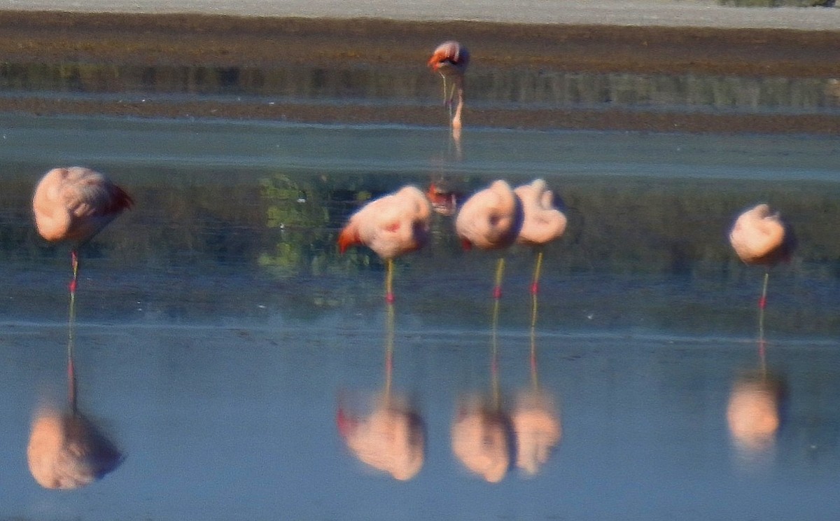 Chilean Flamingo - ML620087296