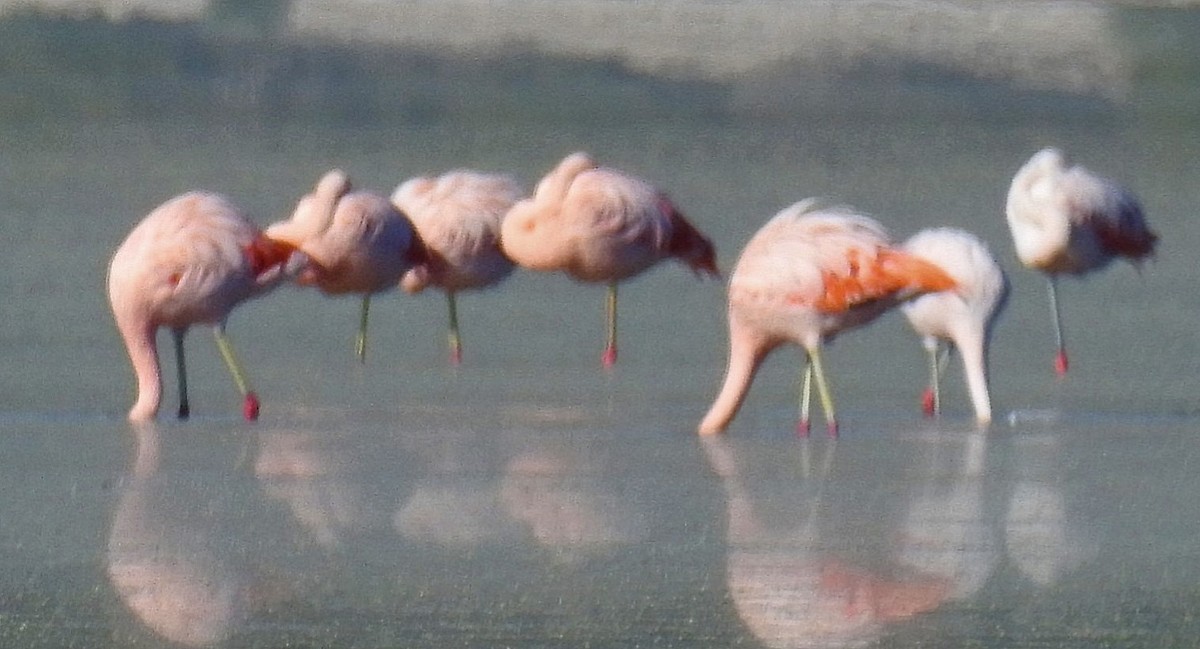 Chilean Flamingo - ML620087297