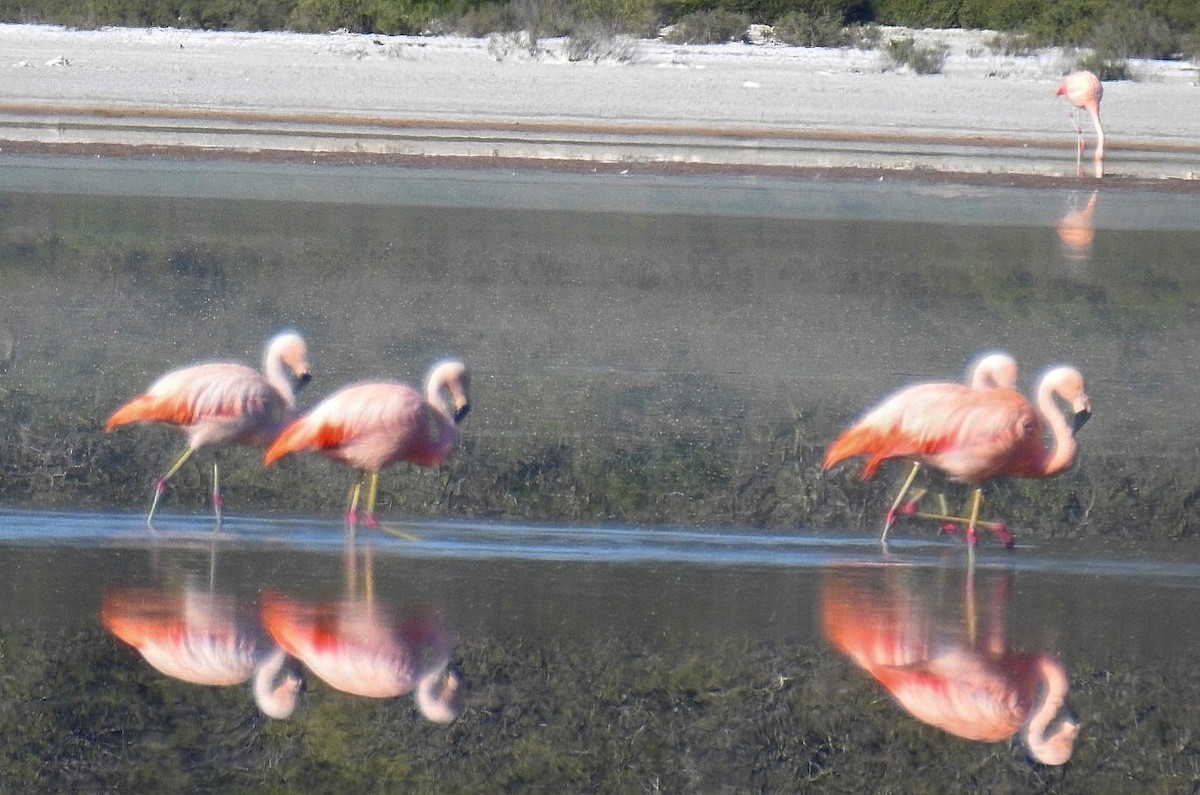 Chilean Flamingo - ML620087298