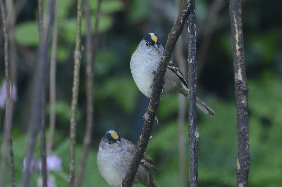 Golden-crowned Sparrow - ML620087302