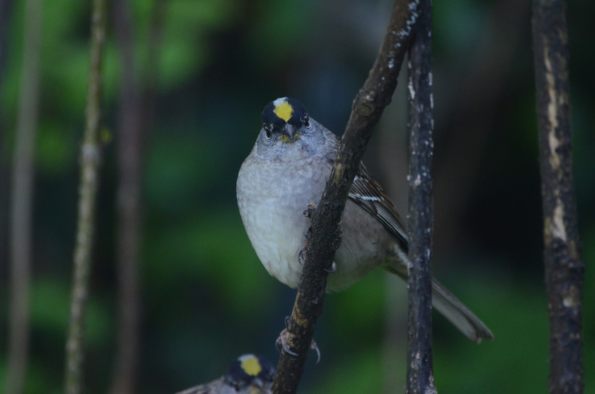 Golden-crowned Sparrow - ML620087305