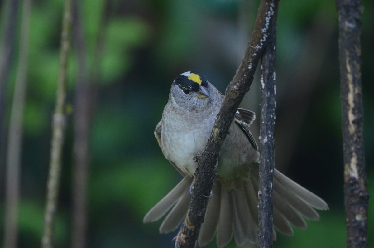 Golden-crowned Sparrow - ML620087308