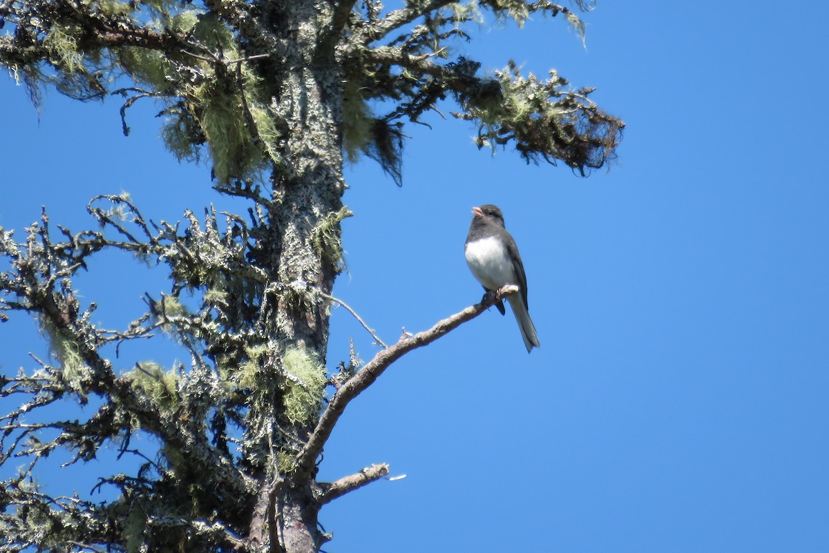 Junco ardoisé - ML620087310