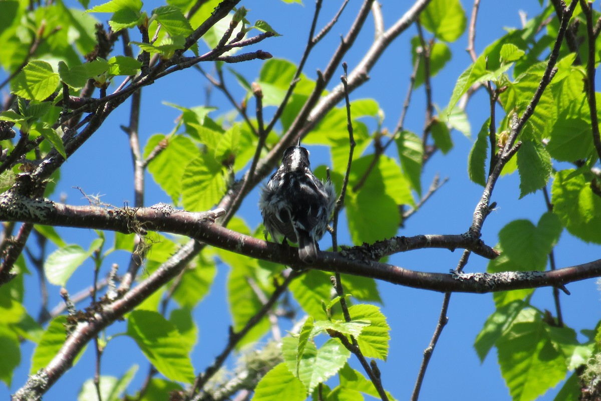 Black-and-white Warbler - ML620087319