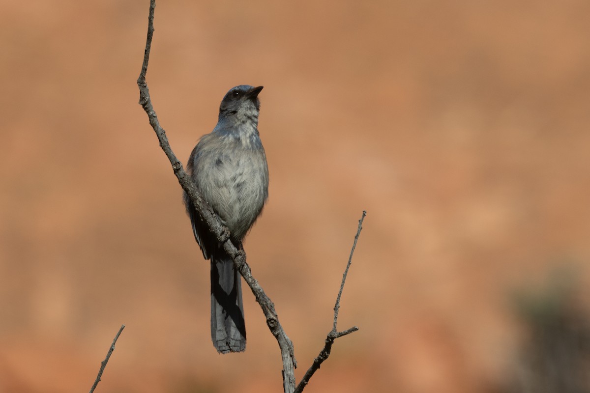 Woodhouse's Scrub-Jay - ML620087330