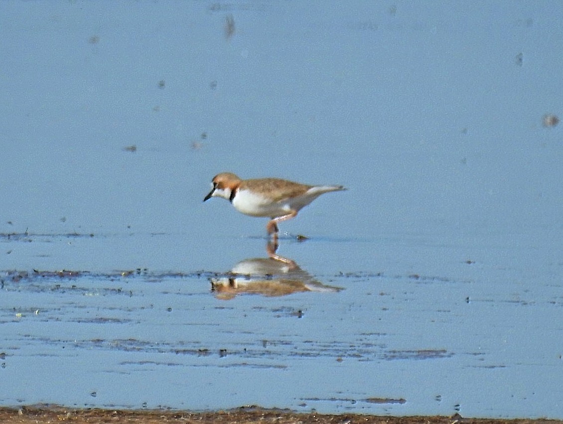 Collared Plover - ML620087339