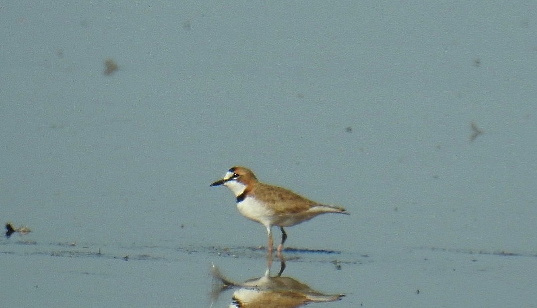 Collared Plover - ML620087340