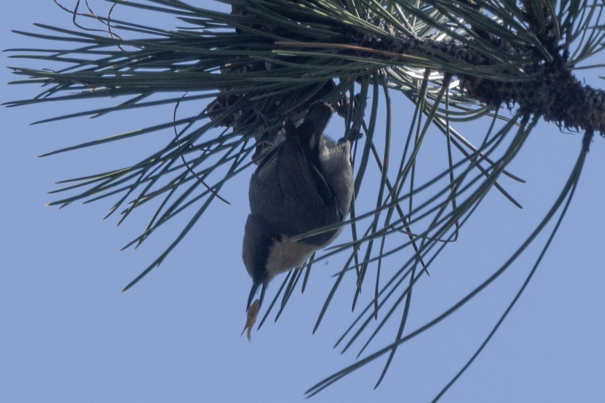 Pygmy Nuthatch - ML620087344