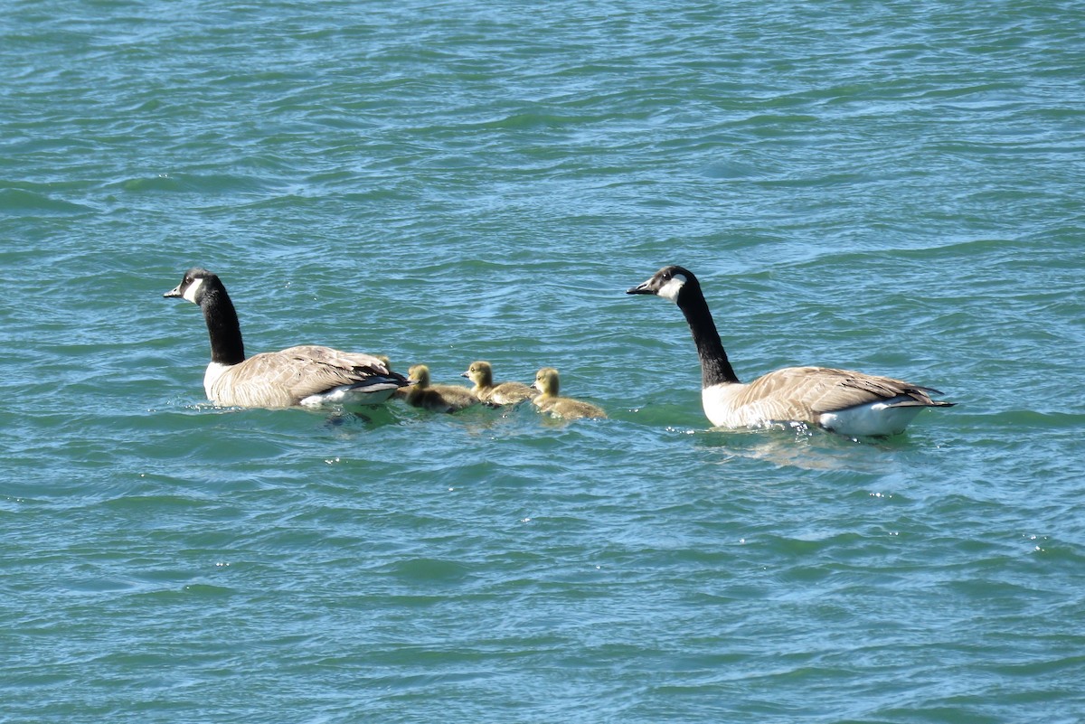 Canada Goose - ML620087346