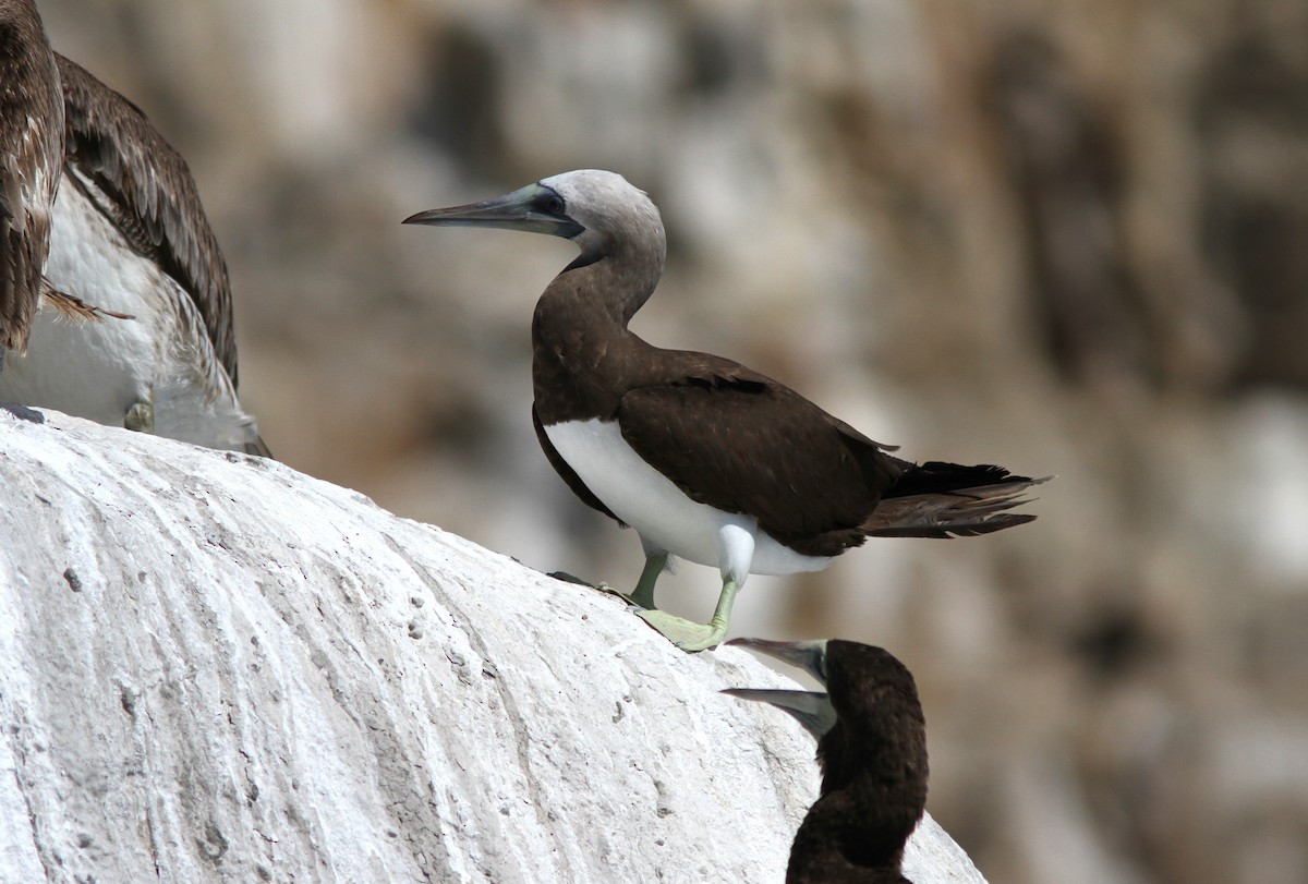 Brown Booby - ML620087347