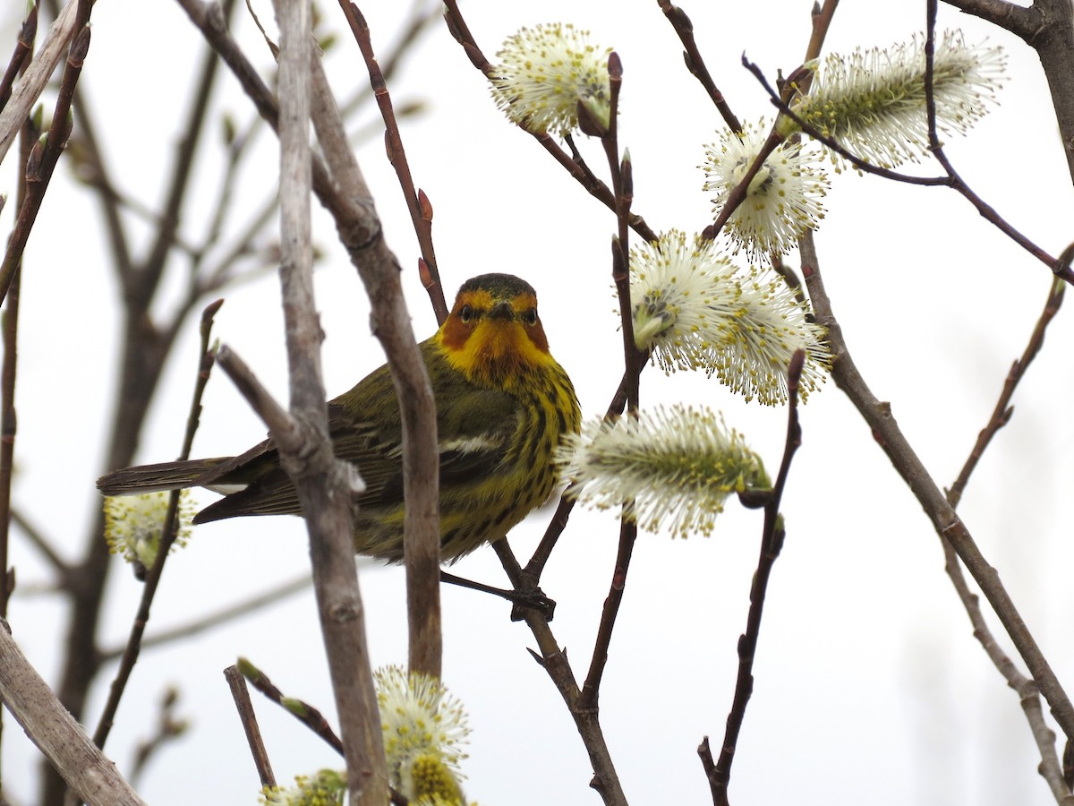 Cape May Warbler - ML620087348