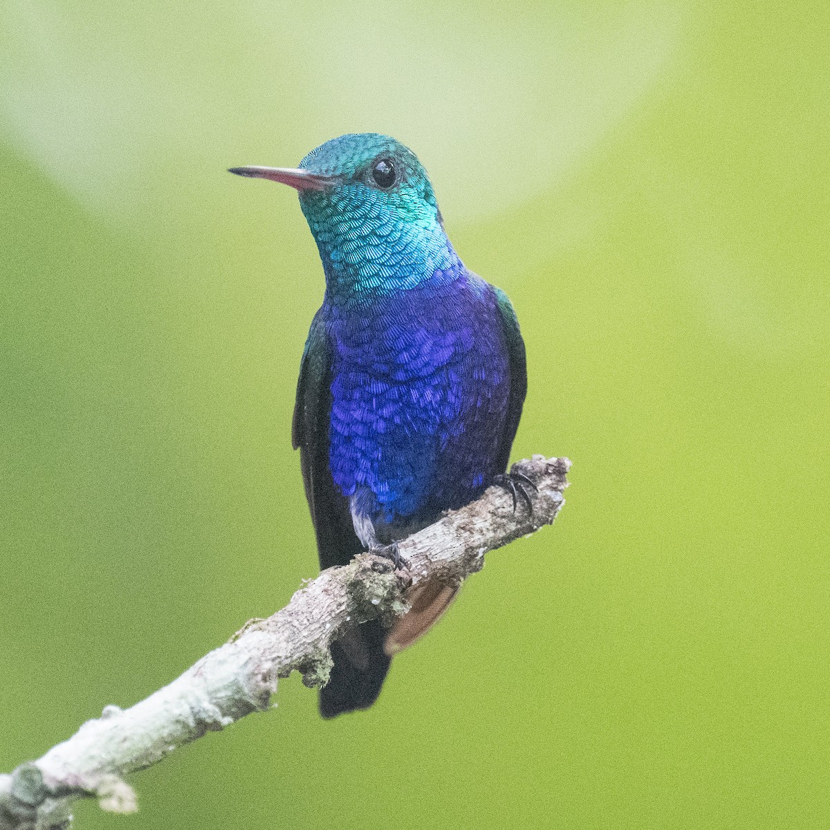 Violet-bellied Hummingbird - ML620087350