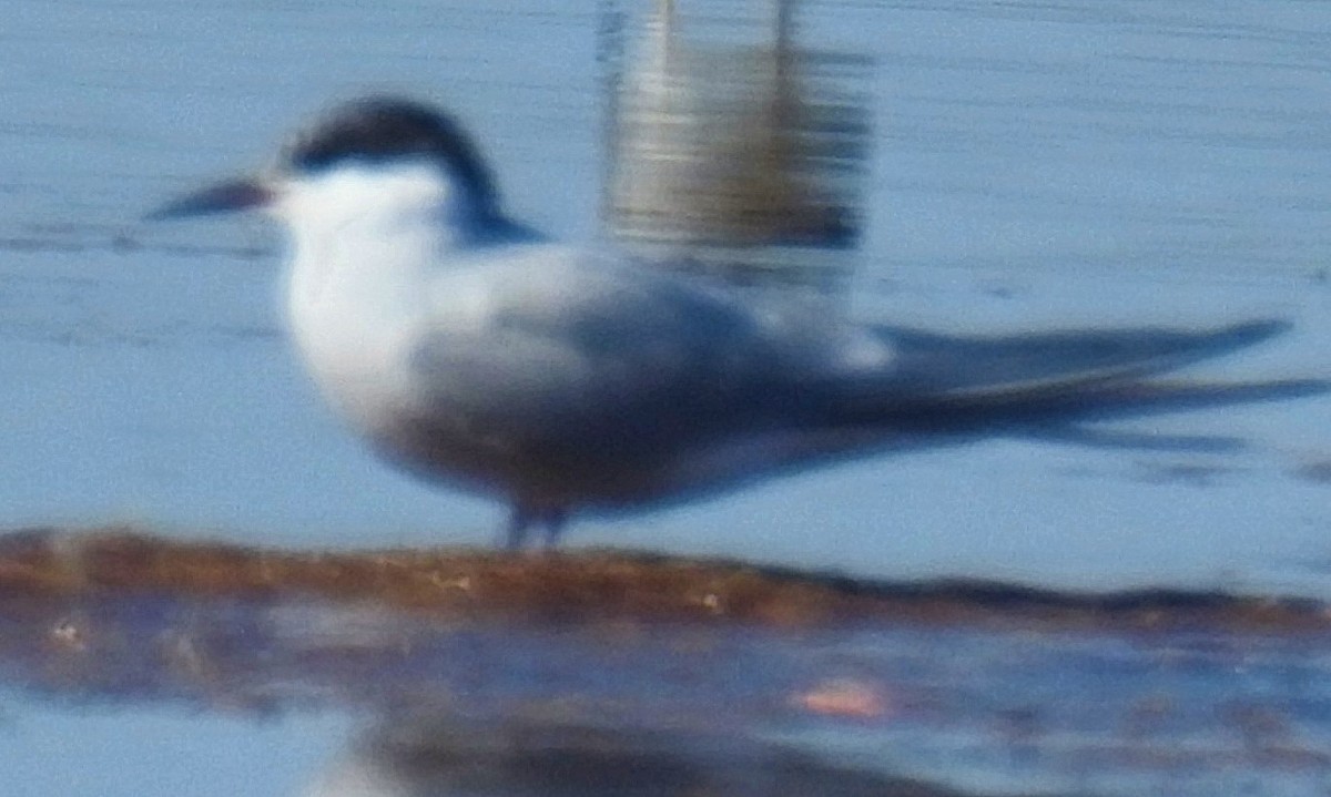 Common Tern - ML620087362